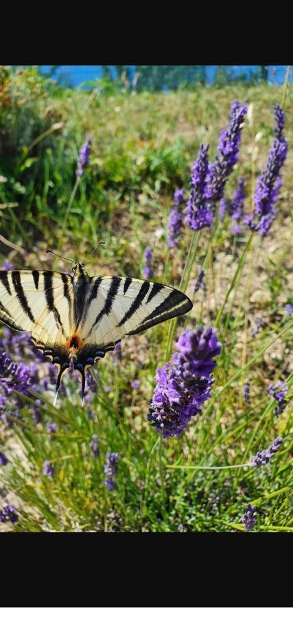 Gite Les Trois Abeilles Besignan Luaran gambar